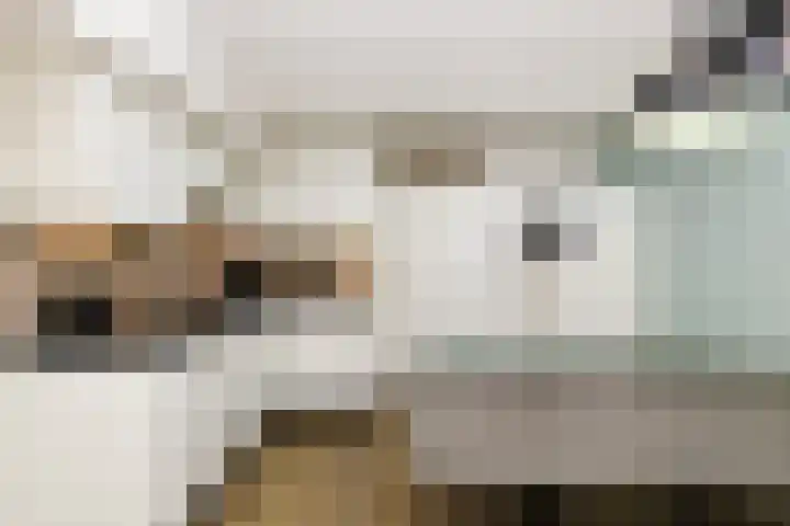 Vennenbos 822 Hapert thumbnail 11