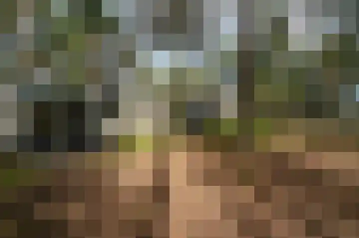 Vennenbos 848 Hapert thumbnail 15