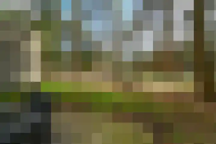 Vennenbos 848 Hapert thumbnail 16