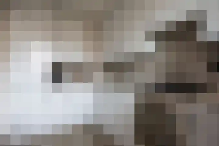 Venus 28 Katwijk thumbnail 8