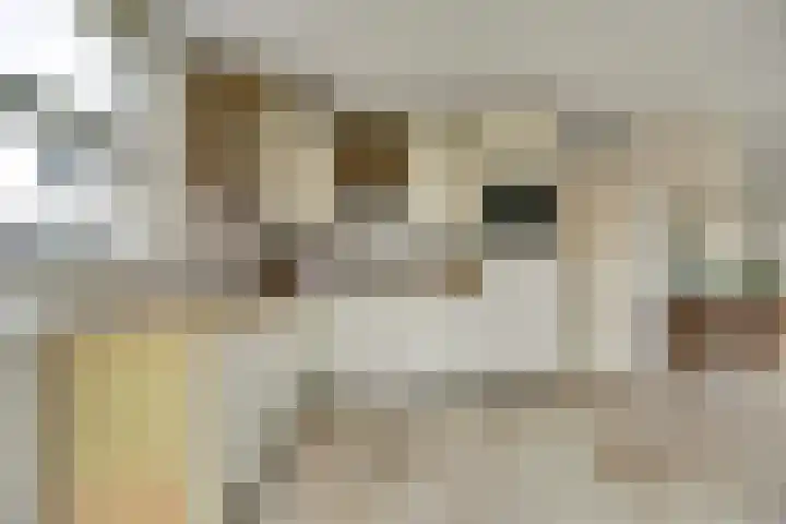 Vier Heultjes 31 Sprang-Capelle thumbnail 13