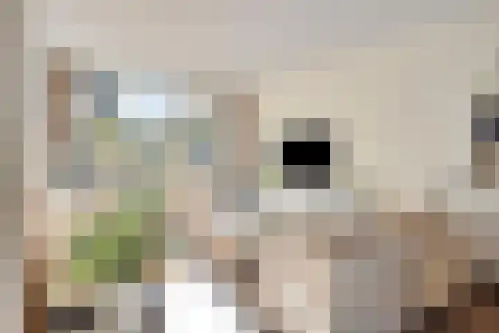 Vierde Buitenpepers 32 's-Hertogenbosch thumbnail 4