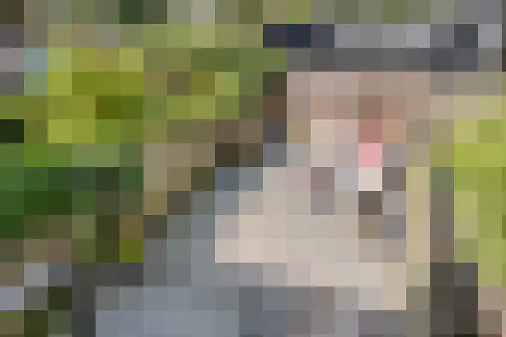 Vierde Hambaken 9 's-Hertogenbosch thumbnail 13