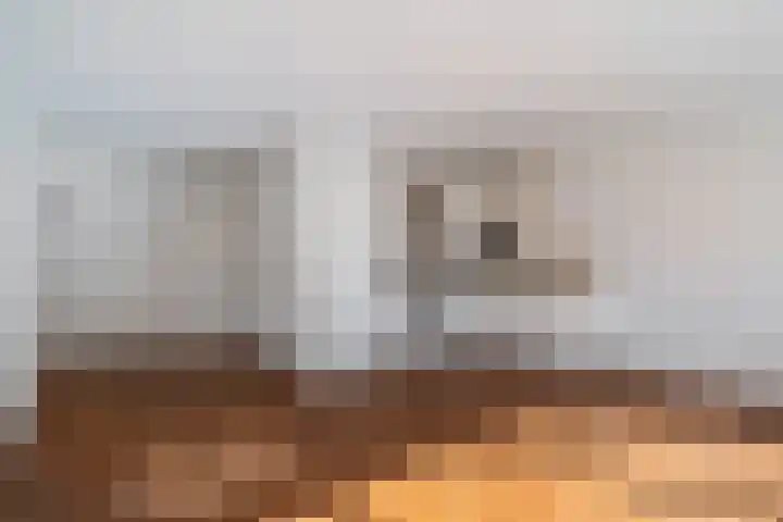 Vierloper 77 Den Haag thumbnail 13