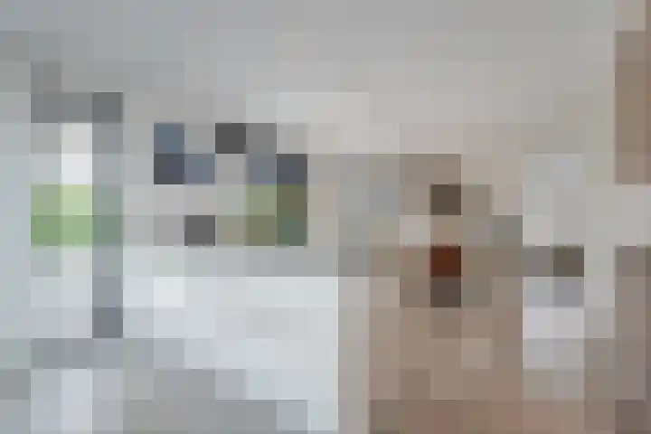 Vijfvingerkruid 16 Berghem thumbnail 15