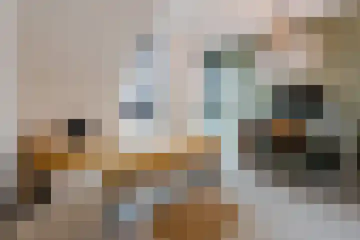 Vijfvingerkruid 16 Berghem thumbnail 26