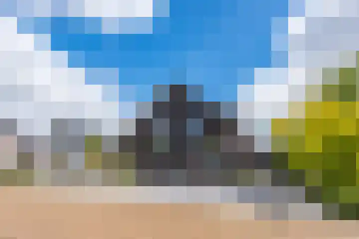 Vijfvingerkruid 16 Berghem thumbnail 48