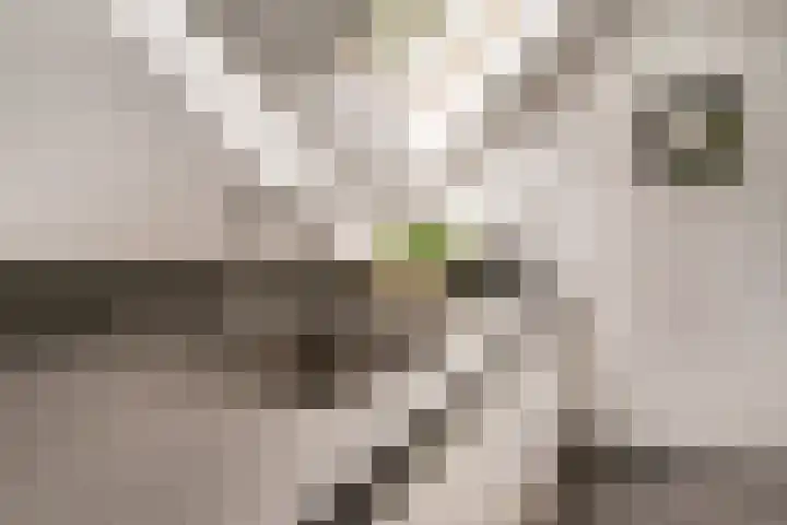 Vinkstraat 21 Duiven thumbnail 32