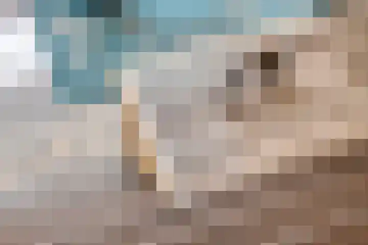 Virgo 71 Assen thumbnail 26