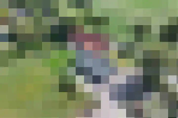 Virgo 79 Assen thumbnail 14