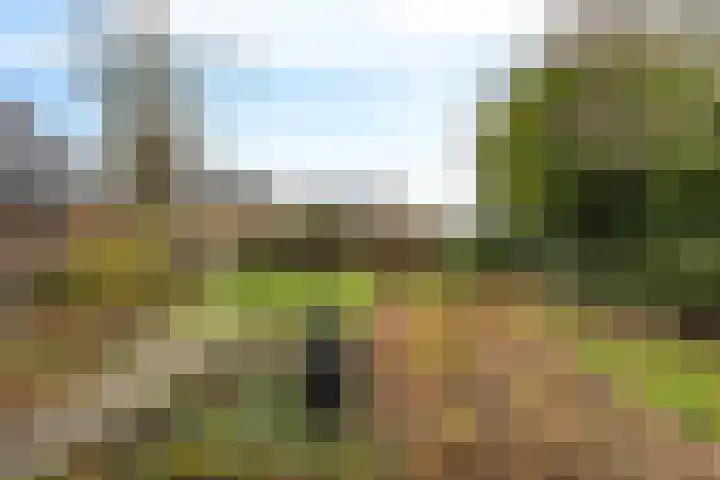 Vlegel 12 Erica thumbnail 38