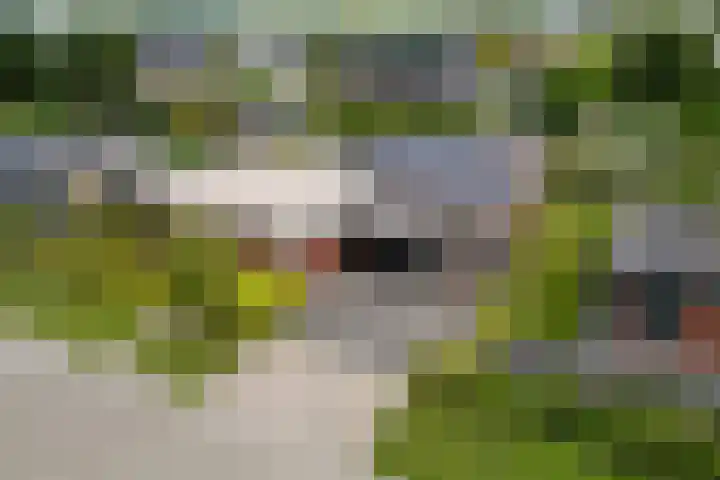 Vlegel 6 Erica thumbnail 42