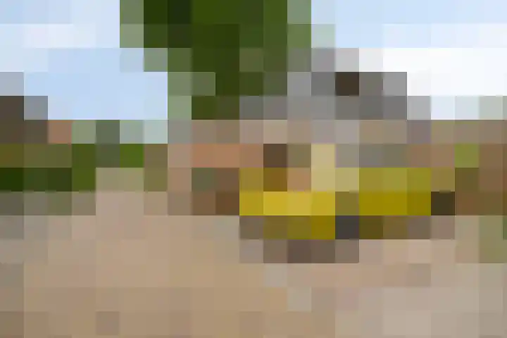 Vlielandseweg 117 Pijnacker thumbnail 29