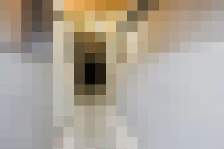 Vloeddijk 52 Kampen thumbnail 32