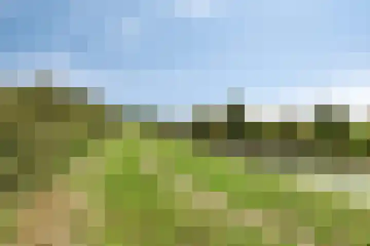 Vogelenveld 62 De Zilk thumbnail 41