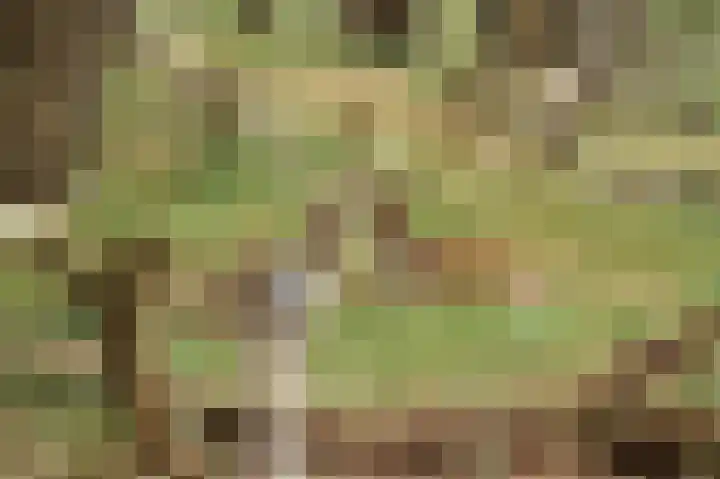 Vogelenveld 62 De Zilk thumbnail 45