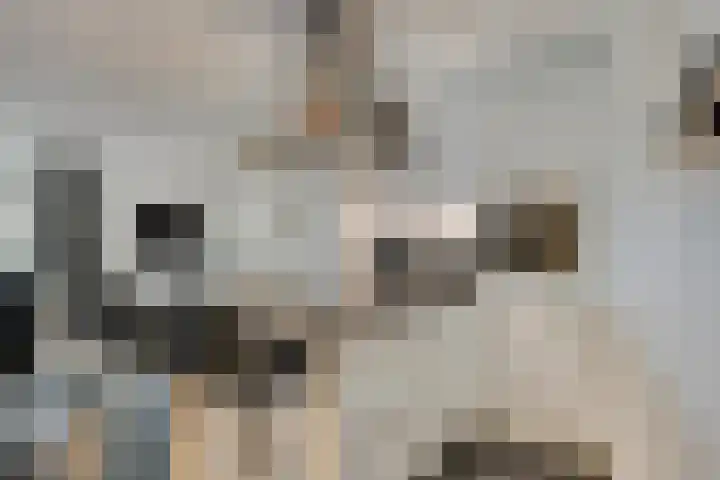 Vogelhei 31 Best thumbnail 19