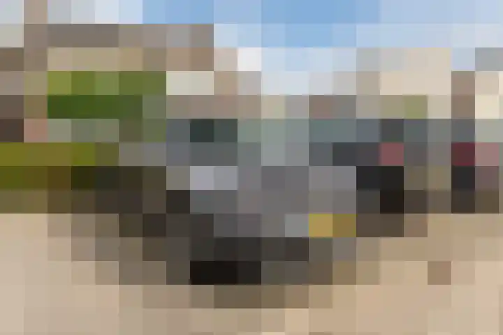 Vogelhei 77 Best thumbnail 35