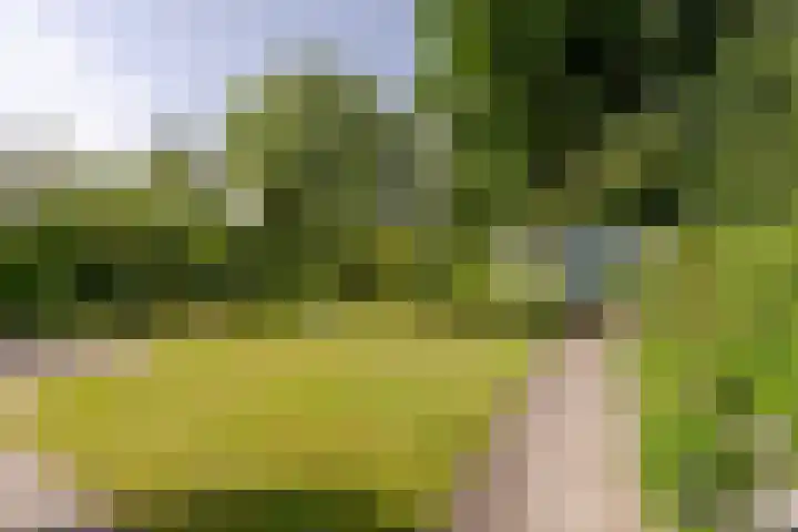 Vogelkers 11 Helvoirt thumbnail 27