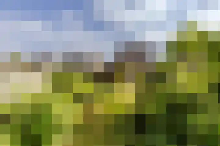 Vogelkers 11 Helvoirt thumbnail 28