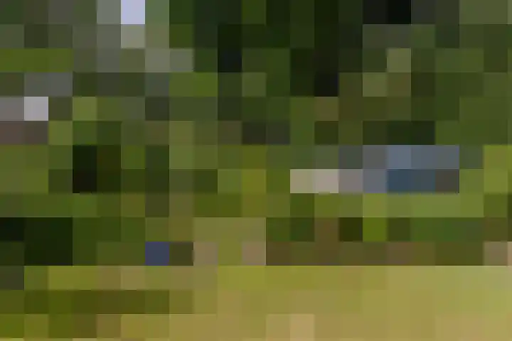 Vogelkers 11 Helvoirt thumbnail 29