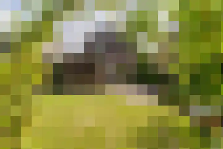 Vogelkers 11 Helvoirt thumbnail 31