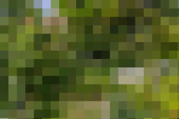 Vogelkers 11 Helvoirt thumbnail 34