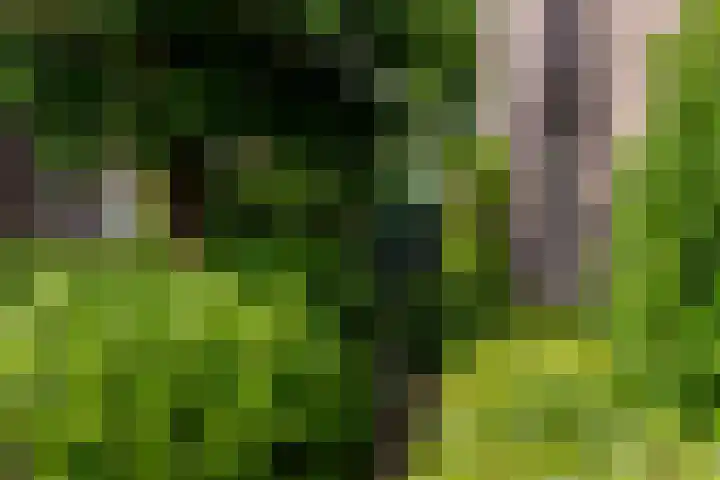 Vogelkers 11 Helvoirt thumbnail 35