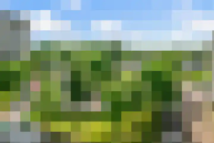Vogelkers 8 Heemskerk thumbnail 11