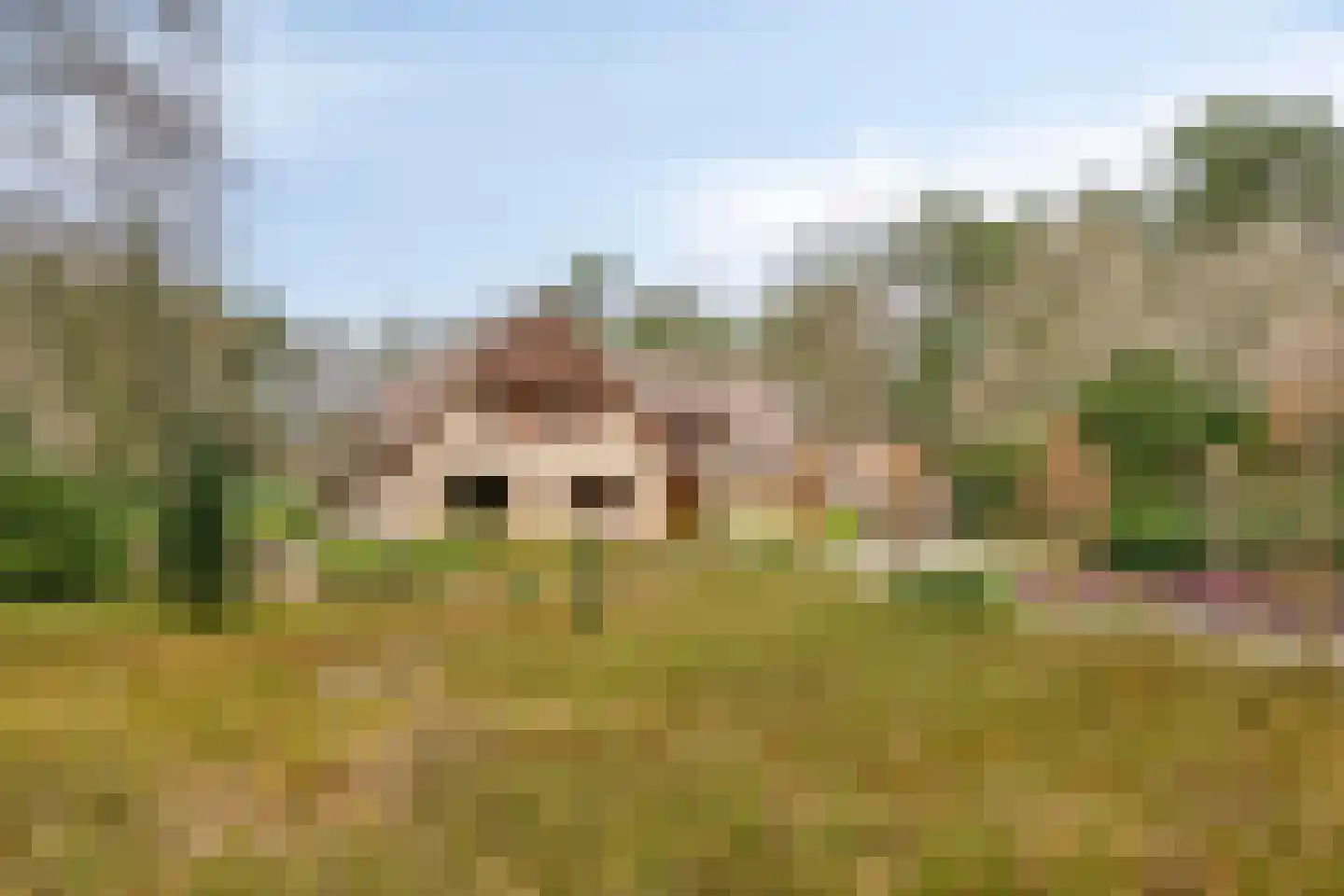 Vogelkers 8 Heemskerk thumbnail 14