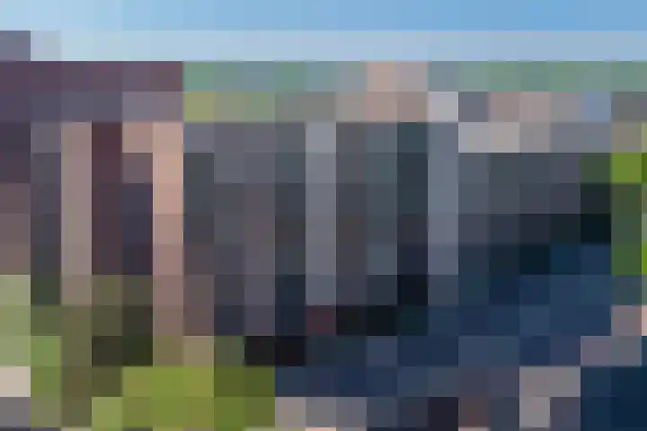 Vogelkers 8 Heemskerk foto 2