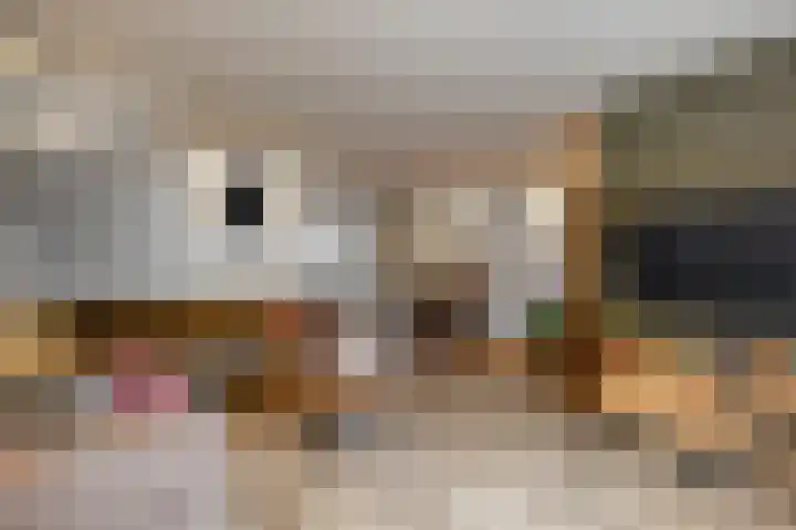 Vogelkers 8 Heemskerk thumbnail 5