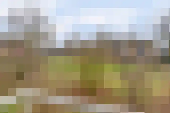 Vogelplantsoen 155 Dieren thumbnail 23