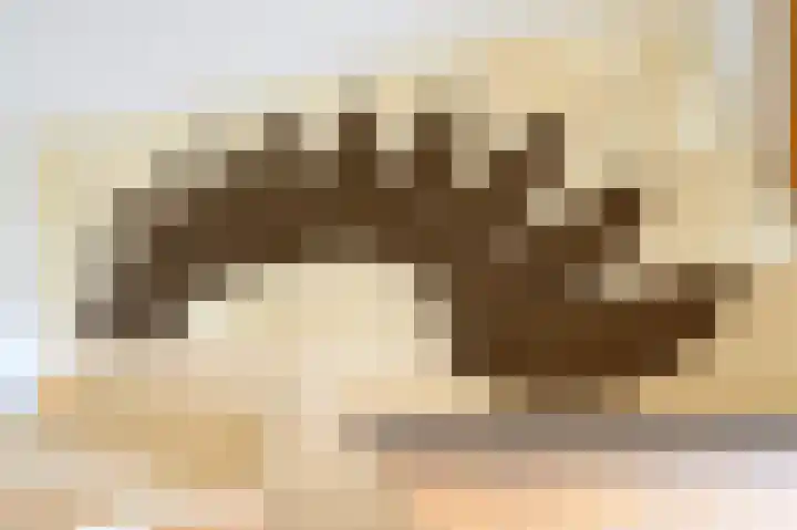 Vogelplantsoen 77 Dieren thumbnail 16