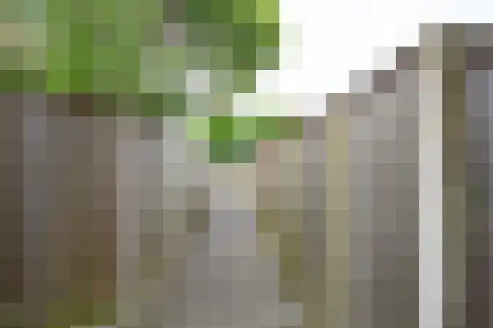 Vogelplantsoen 77 Dieren thumbnail 25