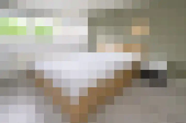 Vogelplantsoen 77 Dieren thumbnail 9