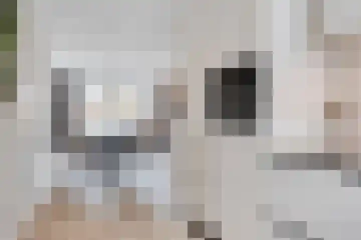Vogelweide 10 Gemert thumbnail 11