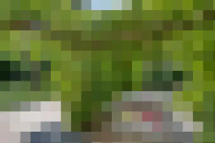 Vogelwikke 24 Lochem thumbnail 45