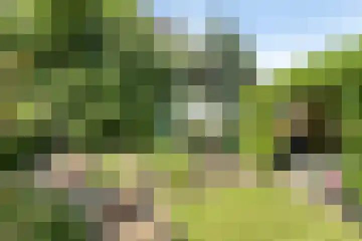 Vogelwikke 24 Lochem thumbnail 51