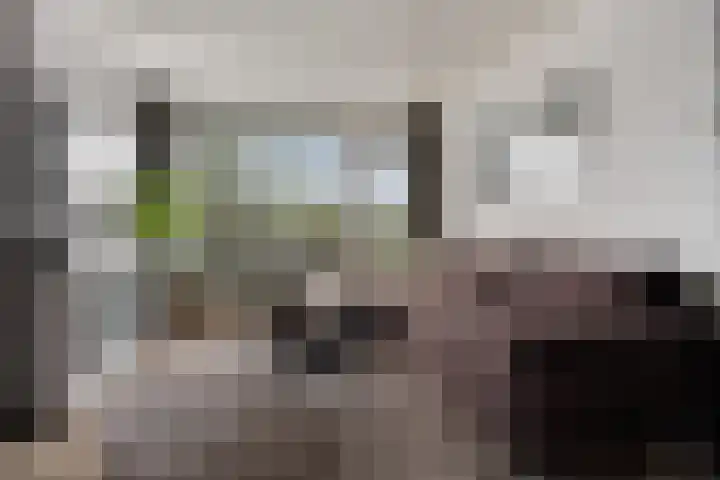 Vogelwikke 91 Emmen thumbnail 12
