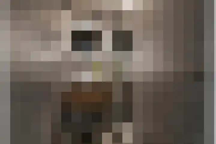 Vogelwikke 91 Emmen thumbnail 30