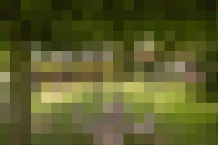 Vogelwikke 91 Emmen thumbnail 43