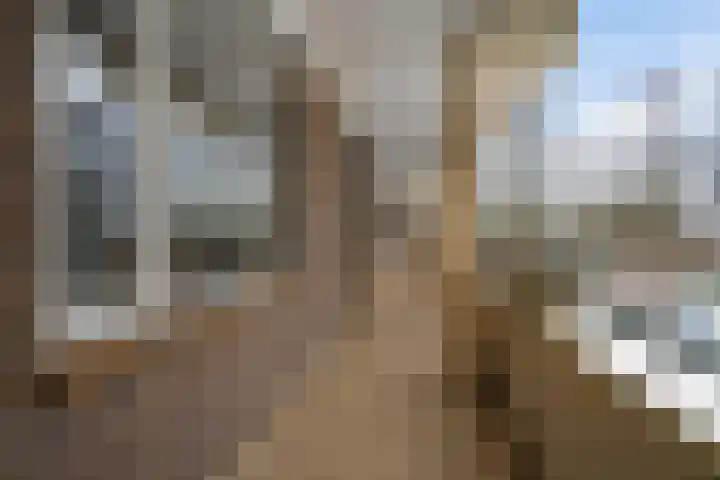 Vogelwikke 91 Emmen thumbnail 44