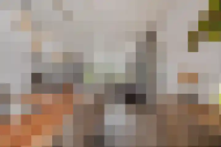 Vogelwikke 91 Emmen thumbnail 9