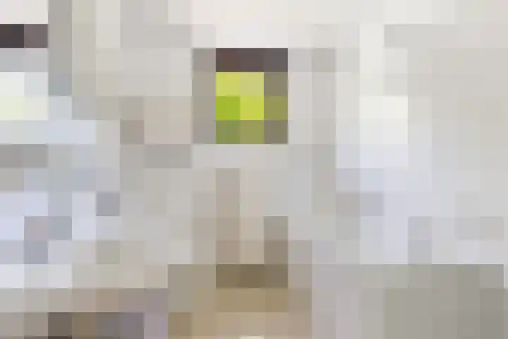 Vogelwikkeveld 20 Woerden thumbnail 16