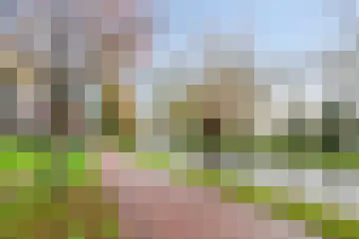 Vogelzand 14 Volendam thumbnail 35