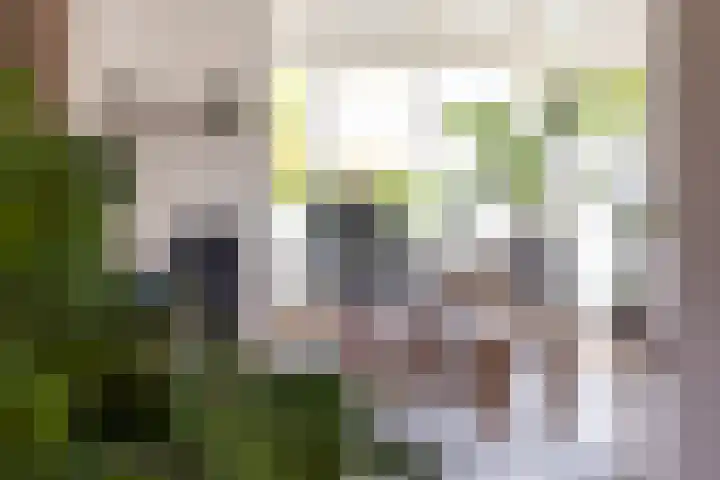 Vogelzwin 11 Sneek thumbnail 10