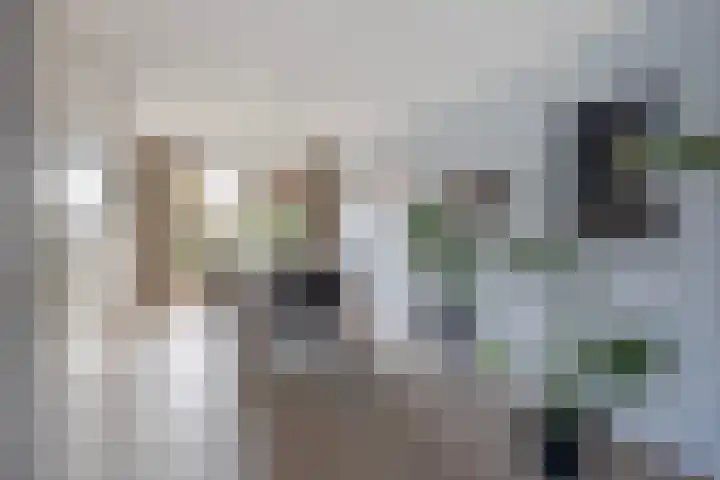 Vogelzwin 11 Sneek thumbnail 11