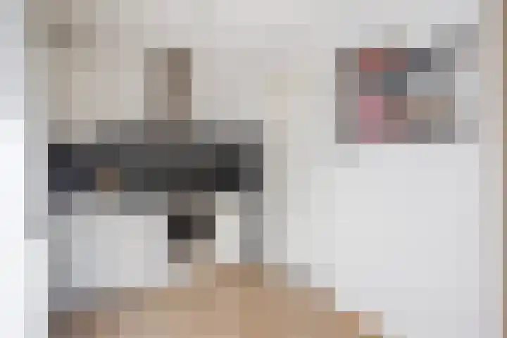 Vogelzwin 11 Sneek thumbnail 16