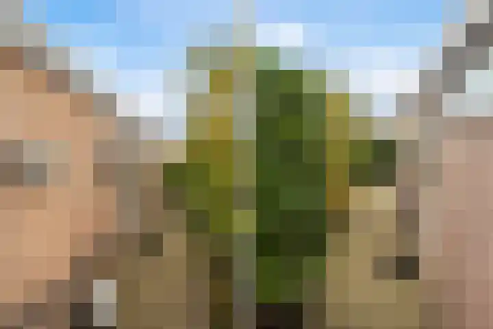 Vogelzwin 11 Sneek thumbnail 42